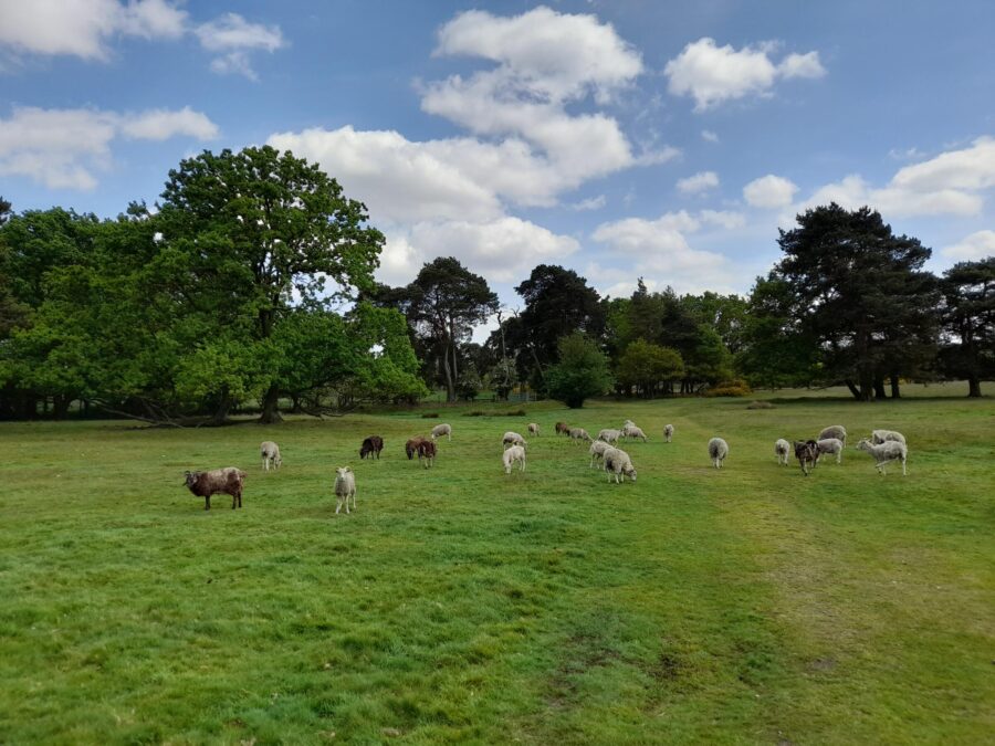 Barnham Cross Common