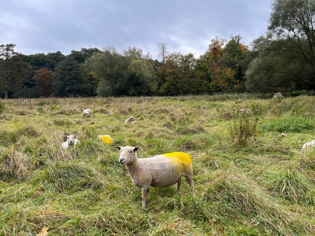 A flock of sheep in a field